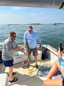 Striped bass fishing in Hingham
