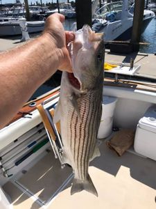 Striped bass fishing in MA