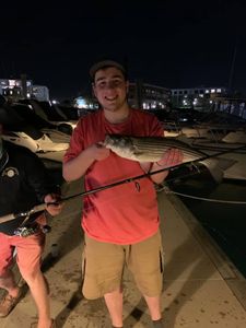 Striped bass caught by angler in Hingham