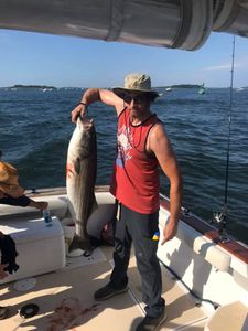 Striped bass caught by fisherman in Hingham