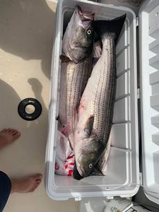 Striped bass caught fishing in Hingham