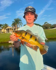 Fish-Species