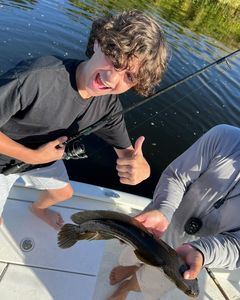 A bowfin fish measuring 12 inches caught while fishing in Delray Beach.