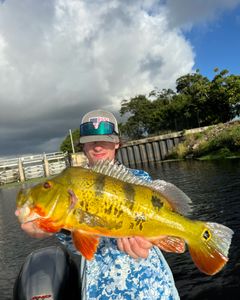 Peacock Bass caught in Delray Beach