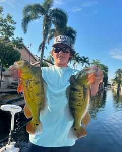 Two massive peacock bass caught in Delray Beach