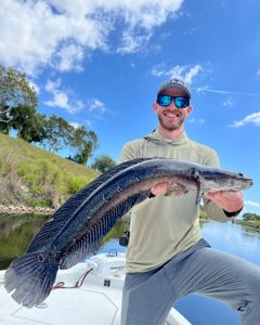Photograph of a great snakehead fish caught in FL while fishing.