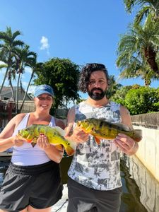 Two peacock bass caught while fishing in Delray Beach