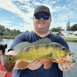 Peacock bass caught fishing in FL