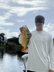 Hooked a trophy Peacock Bass on the fly at Lake Ida!