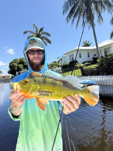Big Peacock Bass tamed with finesse on light tackle!