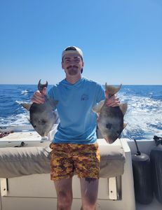 Two grey triggerfish caught during a fishing and cruises trip in SC