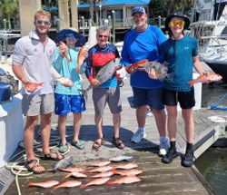 Three grey triggerfish caught fishing in Kiawah Island