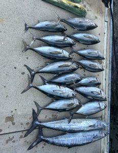10 Wahoo Fish, King Mackerel, and Yellowfin Tuna caught during a cruises and fishing trip at Kiawah Island