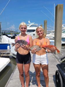 Three grey triggerfish caught on cruises and fishing trip in SC