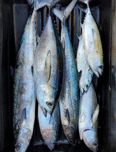 4 yellowfin and blackfin tuna caught on fishing cruises at Kiawah Island