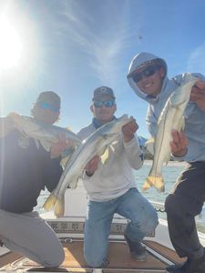 3 big fish caught while fishing in St James City