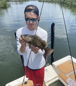 Impressive catch of a Gag Grouper fish in St James City