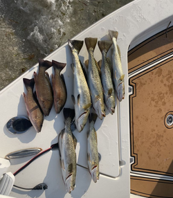 7 grey snapper fish caught while fishing in St James City