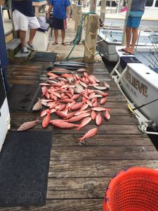 Fresh caught red porgy fish displayed on fishing boat dock in Panama City Beach Florida