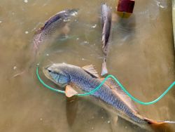 Two fish caught while fishing in Crosby