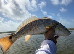 Redfish caught in Crosby