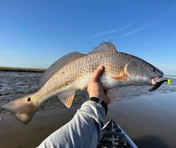 Redfish caught in Crosby