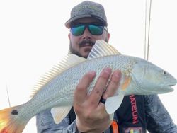 Redfish caught in TX measuring 23 inches