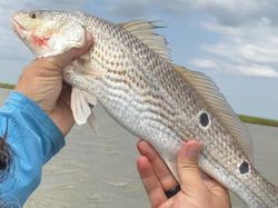 A redfish caught in TX