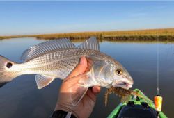 Redfish caught in Crosby, fishing