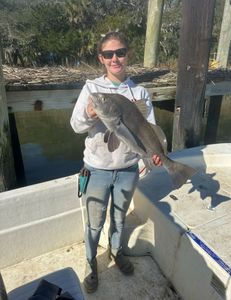Angler with a black drum fish, caught in GA