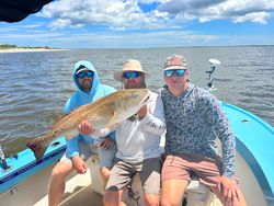 Trio of anglers with a big 31-inch fish in Darien