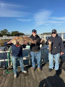 Two anglers with black drum fish in GA