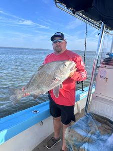 A black drum fish caught by a person in Darien