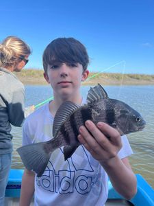 Black Drum fish caught while fishing in Darien