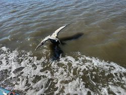 Bonnethead shark fishing in GA