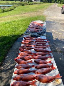 Red snapper and bottom fish