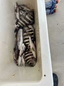 Fishing On St Simons Island-Sheepshead