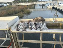 A picture of a Black Drum fish in Darien