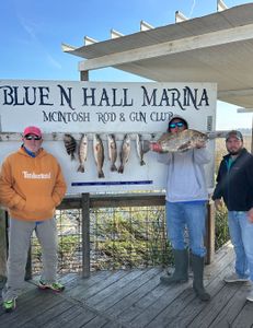 Three black drum and redfish caught by group of three people in Darien