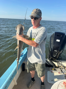 Nice Dusky Smooth-Hound on heavy tackle today!