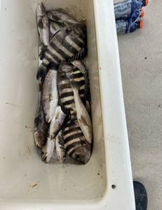 Three sheepshead fish caught in Darien