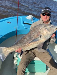 Freshwater drum fish caught in Darien