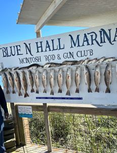 11 redfish caught on fishing trip in GA