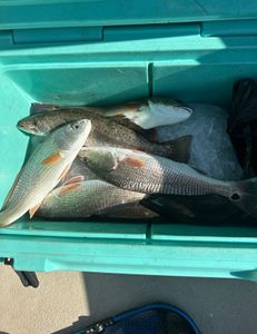 3 redfish caught while fishing in GA
