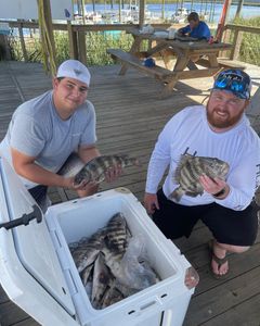Two sheepshead fish caught while fishing in Darien