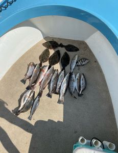 Seven spotted weakfish, fishing in Darien
