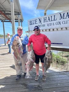 Three Black Drum fish caught in Darien