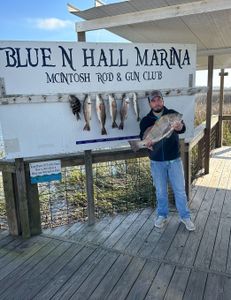 Three black drum and redfish caught while fishing in Darien