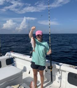 Vermilion Snapper in Orange Beach, AL