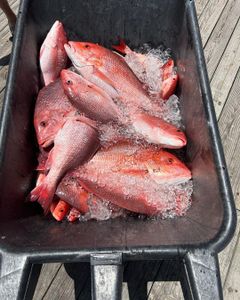Fresh catches and great company in Orange Beach! 